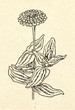 Common zinnia (Zinnia elegans)