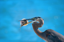 Heron With Blowfish In It's Beak With A Blue Water Background