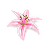 Lily flower isolated on white vector