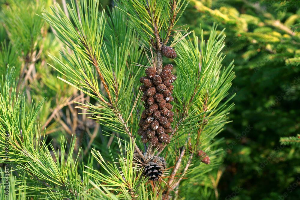 Pinus densiflora Umbraculifera with cone - obrazy, fototapety, plakaty 