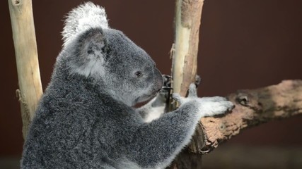 Wall Mural - australian koala outdoors.
