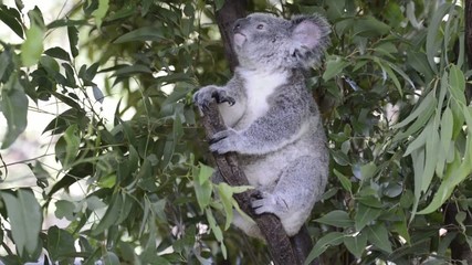 Wall Mural - australian koala outdoors.