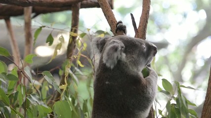 Wall Mural - australian koala outdoors.