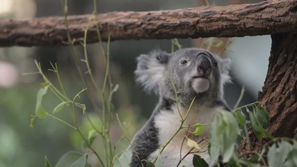 Wall Mural - australian koala outdoors.