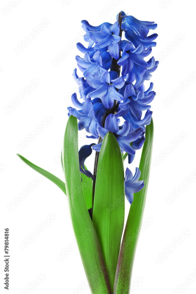 Hyacinth spring flowers isolated on white