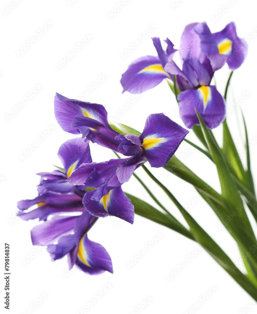 Iris flowers isolated on white