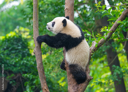 Obraz na płótnie canvas dwuczęściowy "dyptyk" Zabawny panda niedźwiedź wspinaczka drzewo