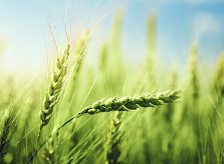 Sticker - green wheat field and sunny day