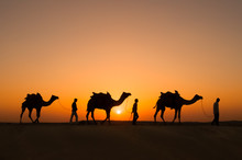 Silhouette Camels In Thar Desert