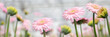 Banner with Pink and yellow gerberas in a greenhous