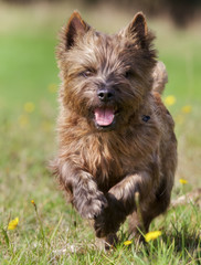 Canvas Print - Brown Cairn Terrier Dog