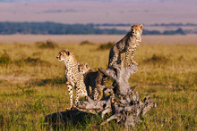 Cheetah Mom And Cubs