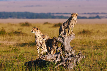 Canvas Print - Cheetah mom and cubs