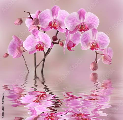 Dekoracja na wymiar rozowe-kwiaty-orchidei-w-tle