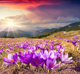 Wall Mural - Blossom of crocuses at spring in the mountains.