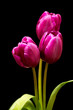 Three purple tulip on black background with green leafs