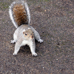 aufmerksames grauhörnchen