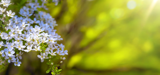 Spring border background with  blossom