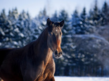 Bay Horse Portrait In Winter