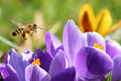 Biene sammelt Pollen für Honig