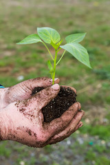 Man hands holding a green young plant. Symbol of spring and ecol