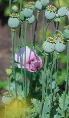 Wall Mural - Opium poppy