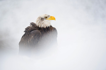 Aufkleber - Bald eagle in winter