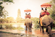 Elephants In Ayutthaya