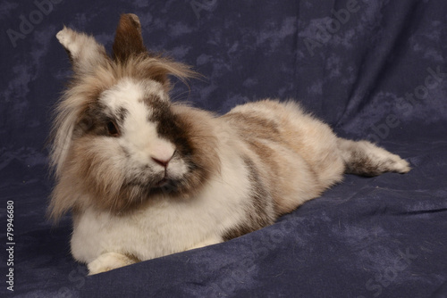 Hase Kaninchen Haustier Zwergkaninchen Buy This Stock Photo