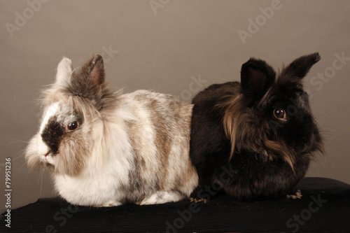Hase Kaninchen Haustier Zwergkaninchen Babyhase Buy This