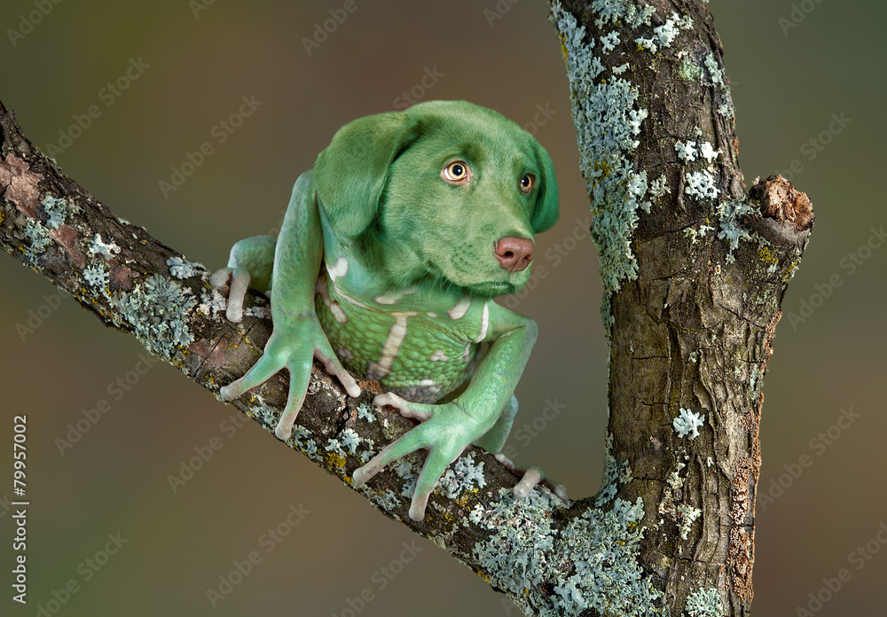Frog Dog - obrazy, fototapety, plakaty 