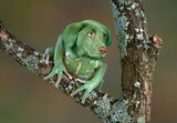 Fototapeta Zwierzęta - Frog Dog