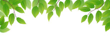 Fresh Green Leaves On White Background, Vector Illustration