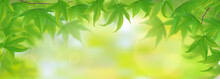 Fresh Green Maple Leaves Background, Vector Illustration