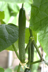 Wall Mural - English cucumber in the greenhouse.