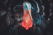 Closeup Portrait Of A Turkey