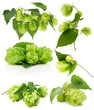 set of green hops isolated on the white background