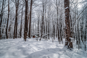 Wall Mural - A walk through the woods to the maple syrup shack.