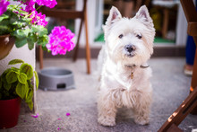 Cute Dog Next To The Flowers