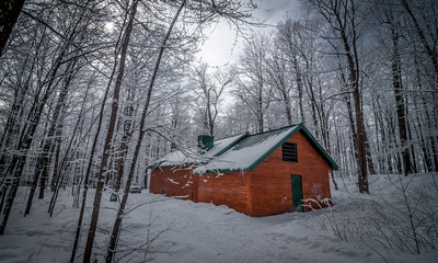Wall Mural - A walk through the woods to the maple syrup shack.