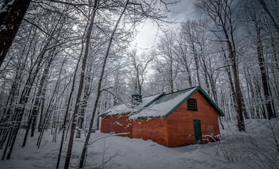 Wall Mural - A walk through the woods to the maple syrup shack.