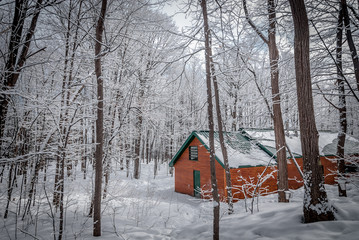 Wall Mural - A walk through the woods to the maple syrup shack.