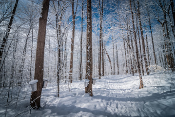 a walk through the woods to the maple syrup shack.