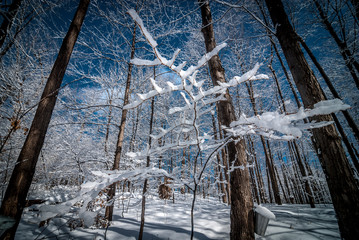 Wall Mural - A walk through the winter woods.