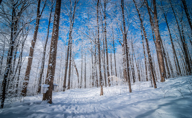 Wall Mural - Maple syrup season starting and soon to flow.