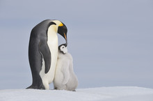 Antarctica, Antarctic Peninsula, Emperor Penguin With Chick On Snow Hill Island