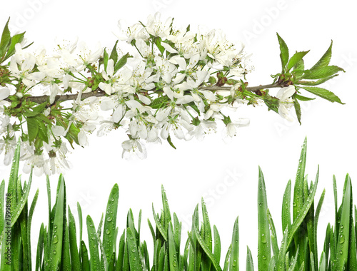 spring cherry flowers isolated