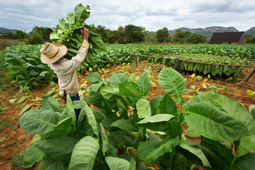 Tobacco farmers collect tobacco leaves