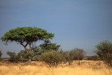 Fototapeta Sawanna - Botswana landscape, Kalahari desert, southern Africa