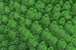 Fresh green broccoli background with expressive texture